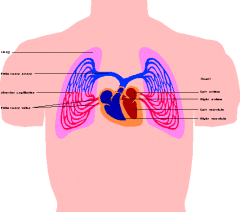 Lung Expansion